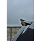 Spoiler Cap OPEL ZAFIRA B OPC (Cod. M-OP-ZA-2-OPC-CAP1G)